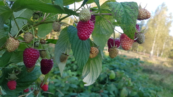Raspberry Planting Time