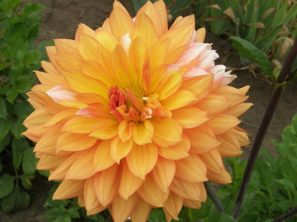 How to Grow Dahlias
