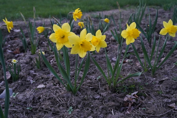 How to Grow Daffodils (Narcissus)