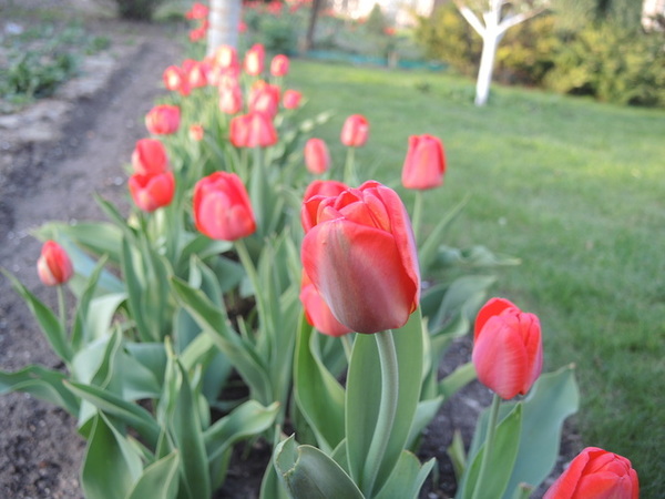 How to Grow Tulips