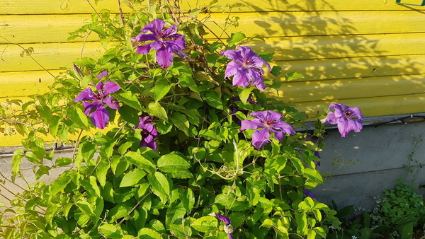 How to Grow Clematis