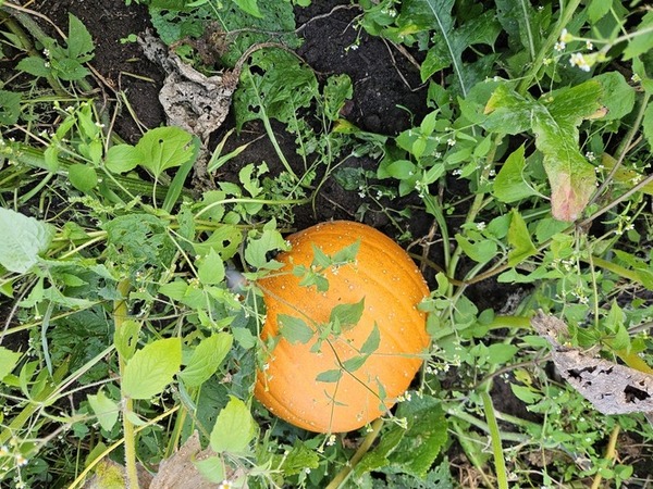 Pumpkin_Growing