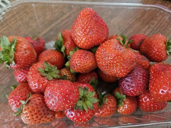 Growing_Strawberries