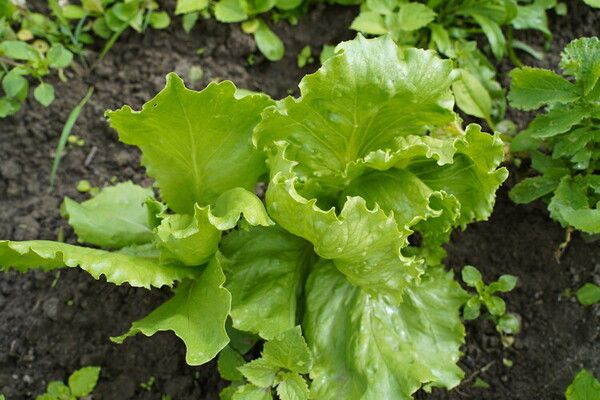 Lettuce_Growing