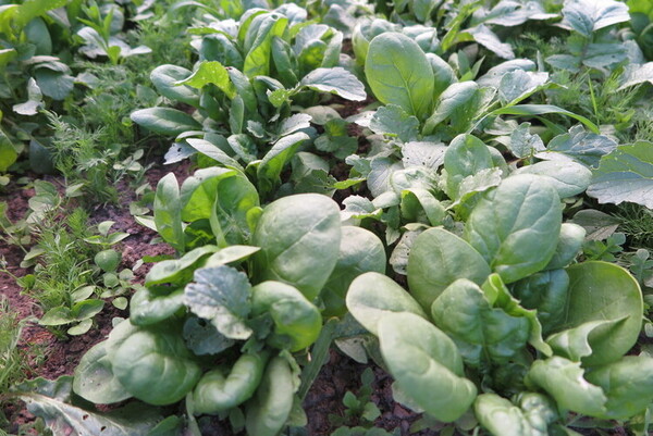 Growing_Spinach