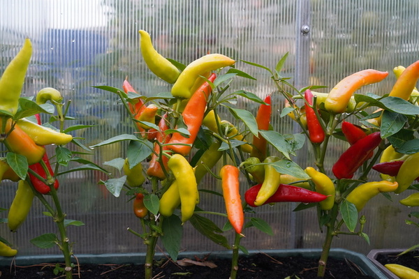 Growing_Peppers