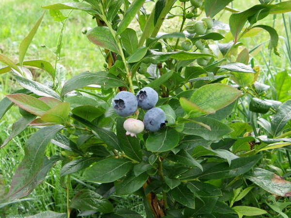 Growing_Blueberries