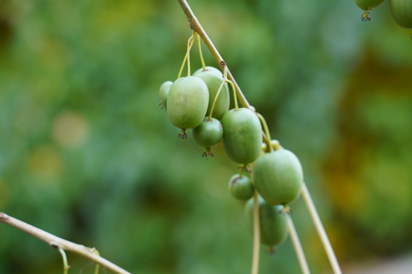 Actinidia_Kiwiberry_Growing