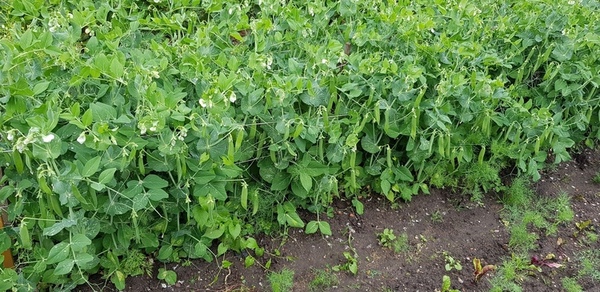 How_to_Grow_Peas