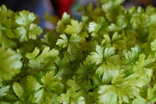 Growing_Parsley