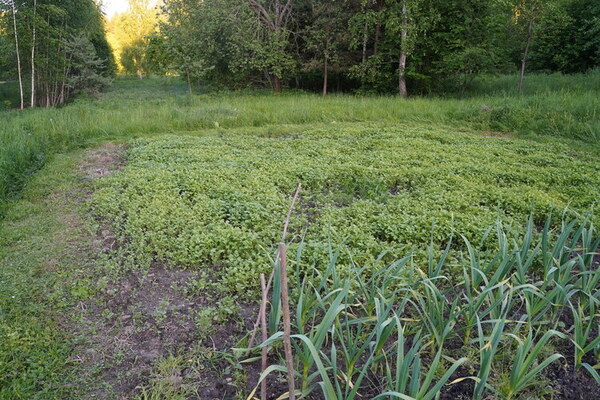 Green_Manure
