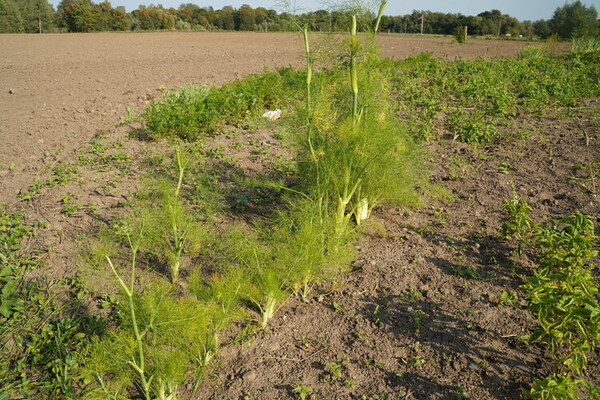 Growing_Fennel