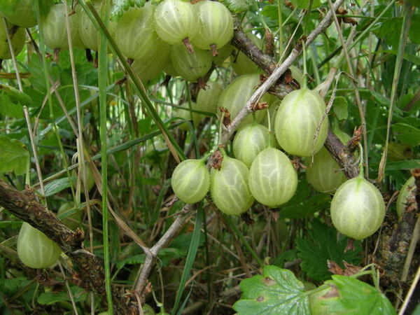 How_to_Grow_Gooseberries