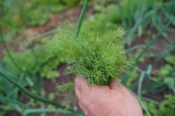 Growing_Dill