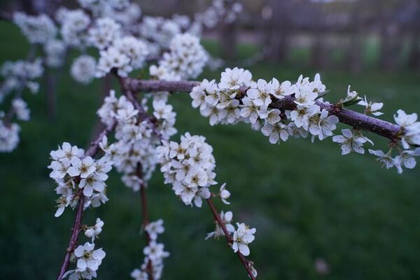 Plum_blossoms