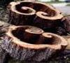 maple_wood