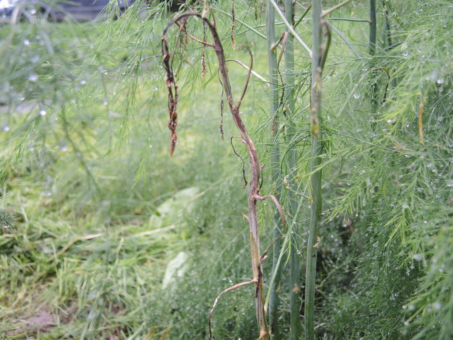 Asparagus diseases