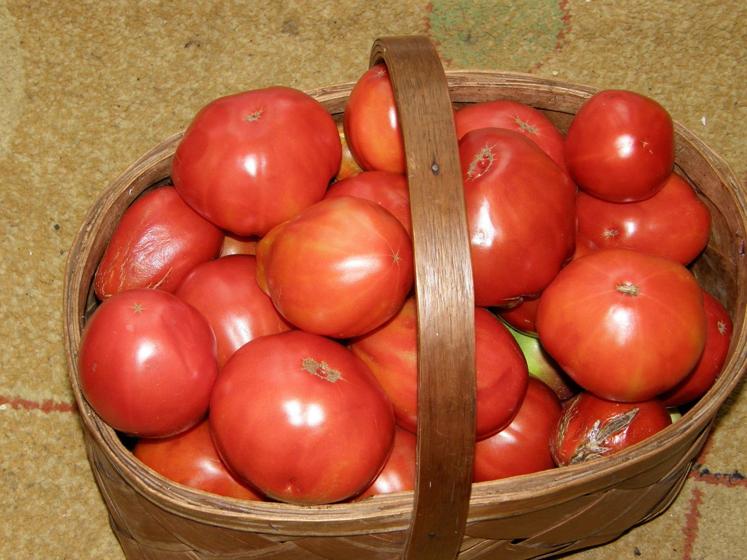 Growing tomatoes