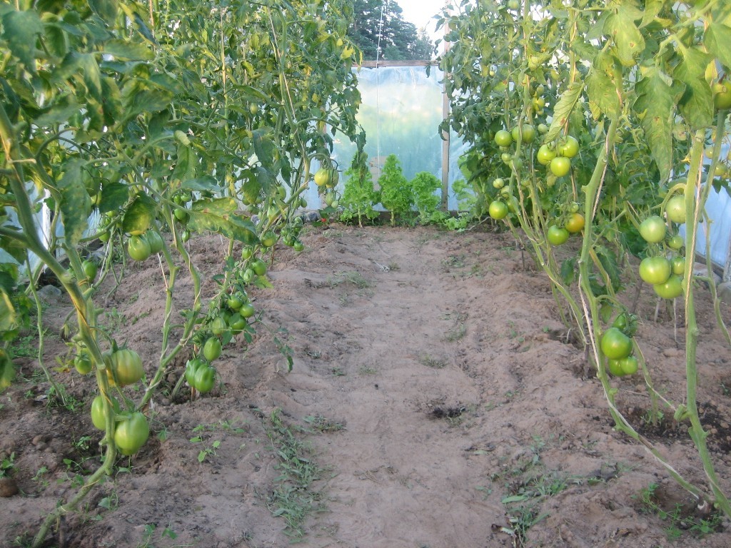 Growing tomatoes in a greenhouse