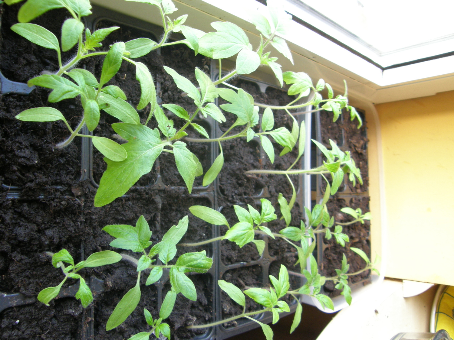Growing tomato sprouts