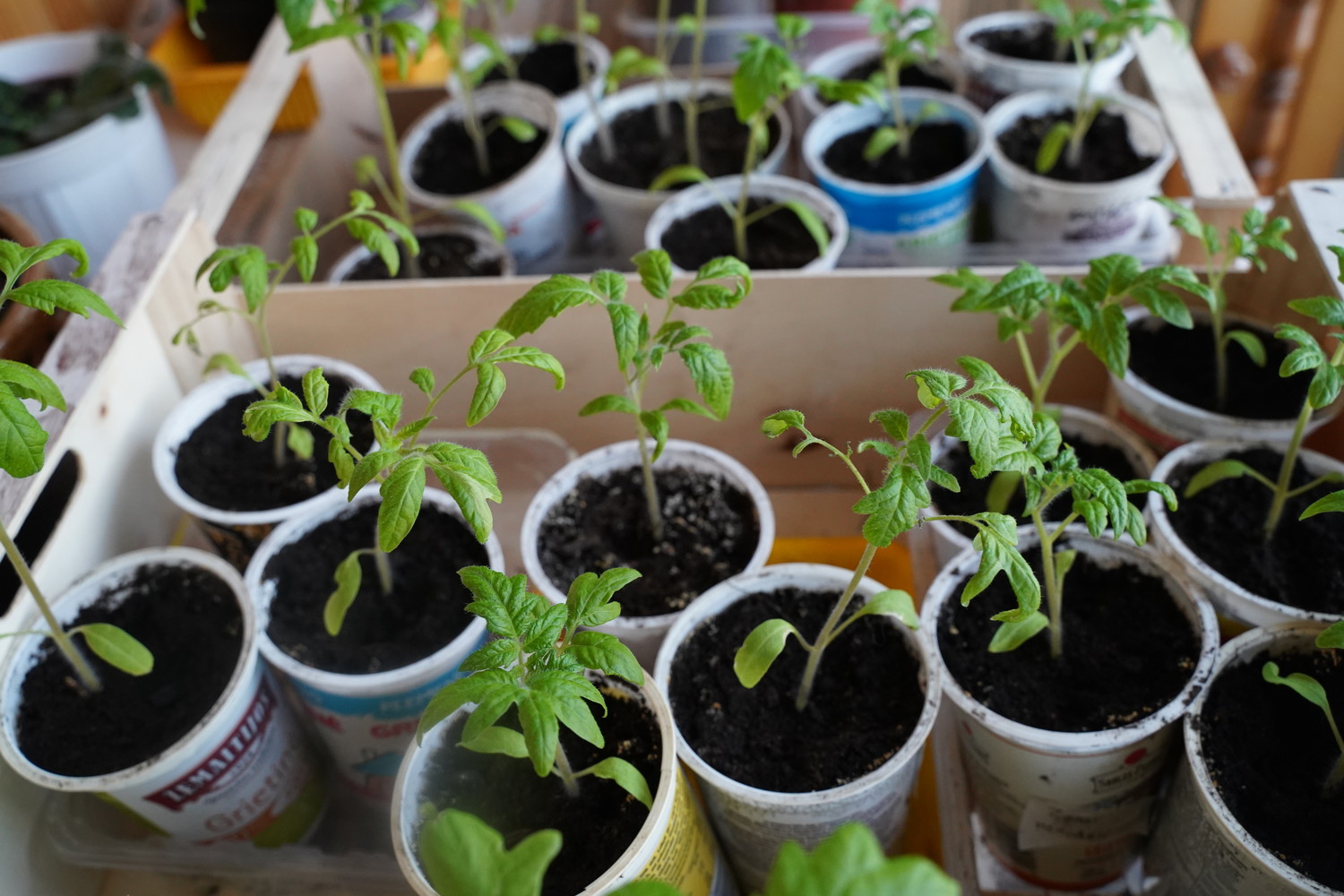 Tomato sprouts