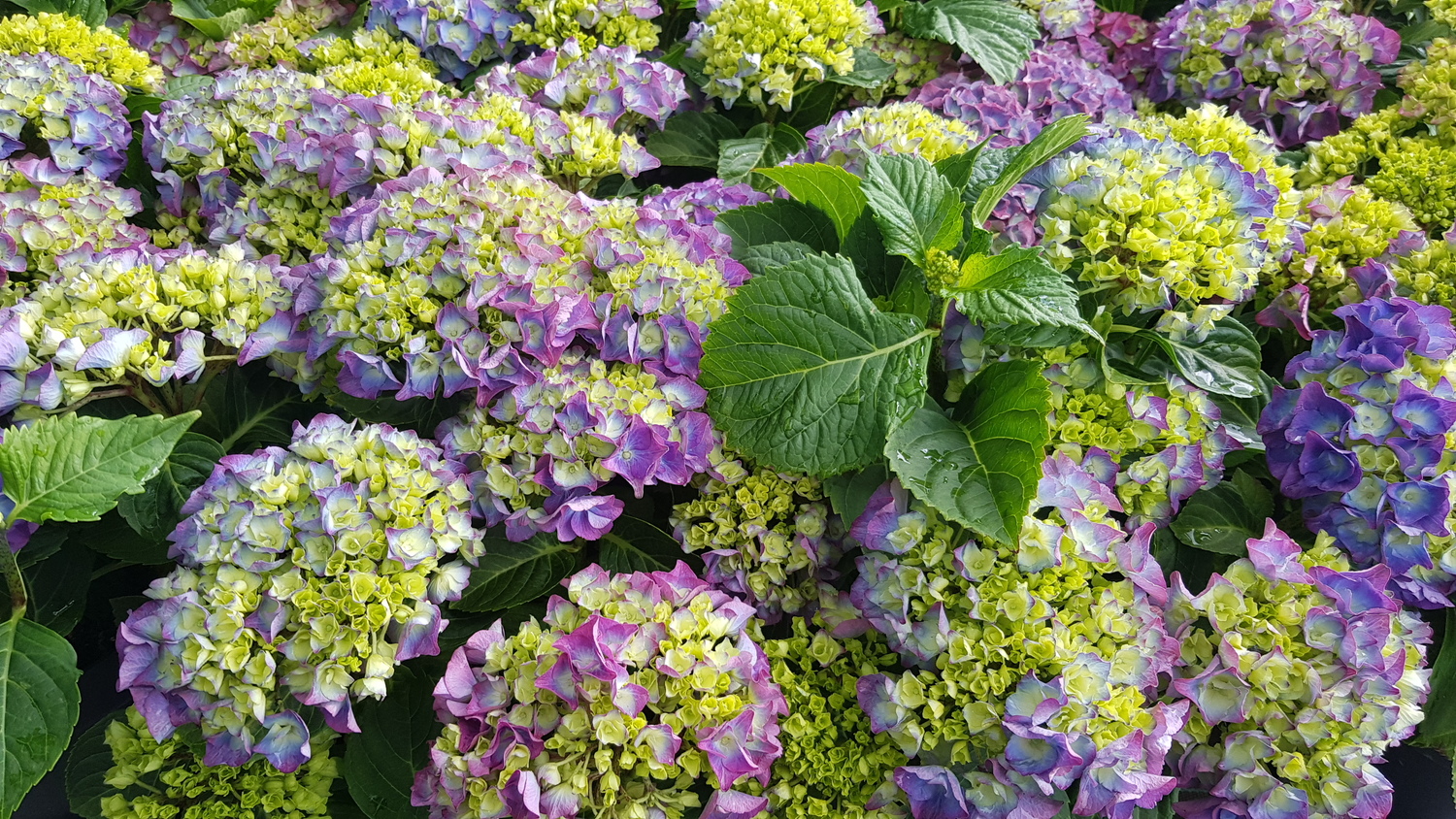 Bigleaf hydrangea (Hydrangea macrophylla)