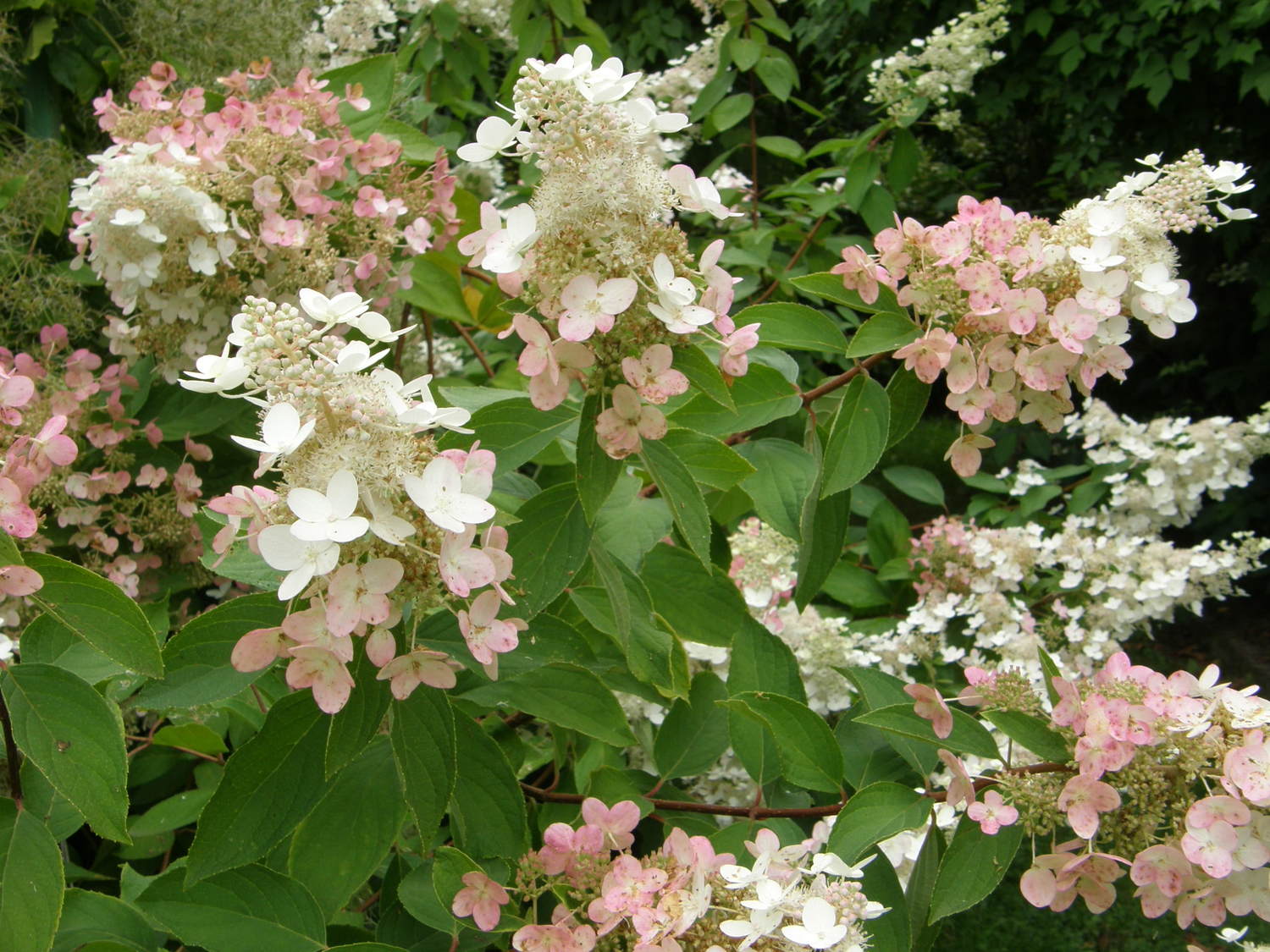 Panicle_hydrangea_Interhydia