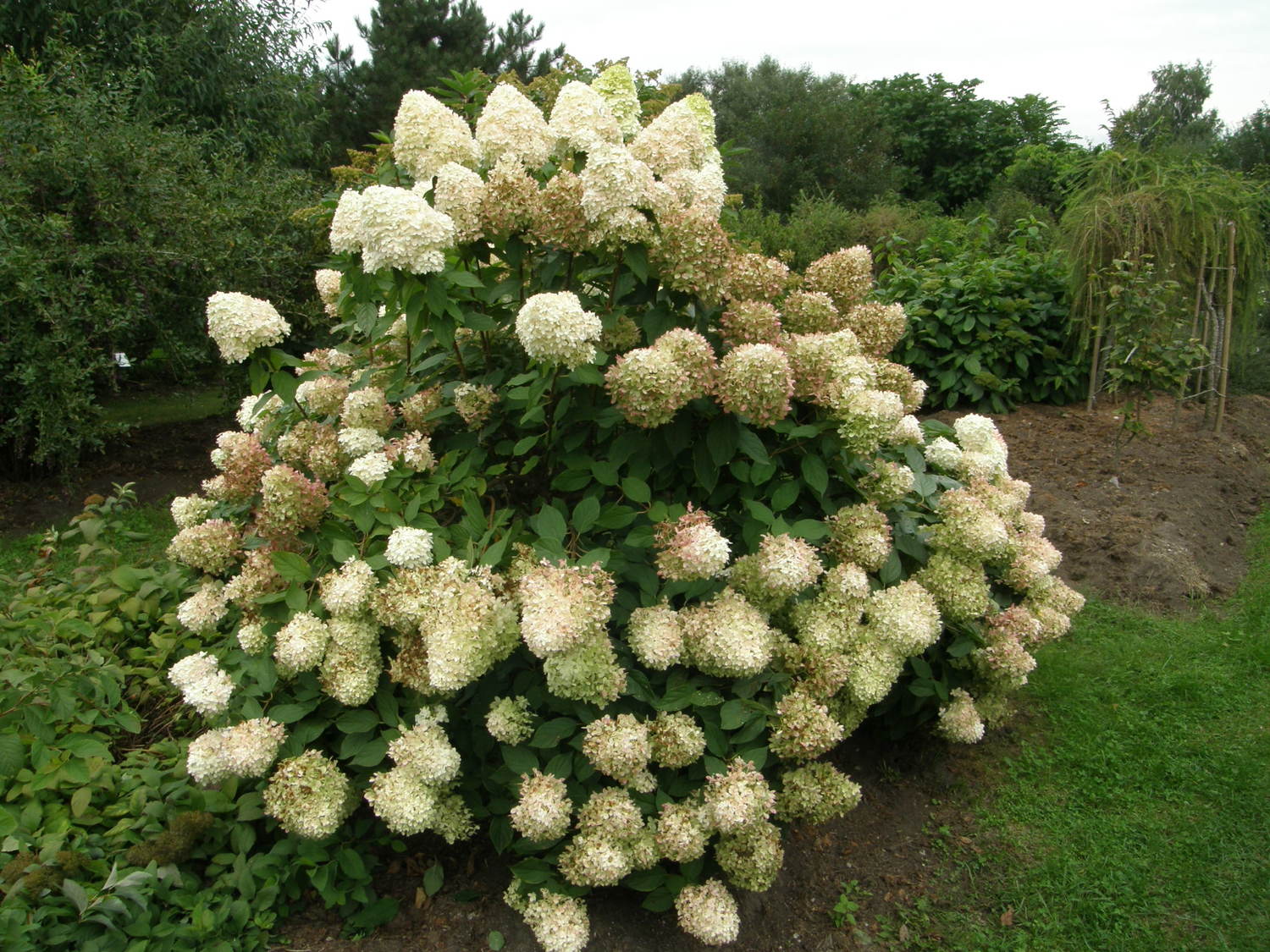 Panicle_hydrangea_Limelight