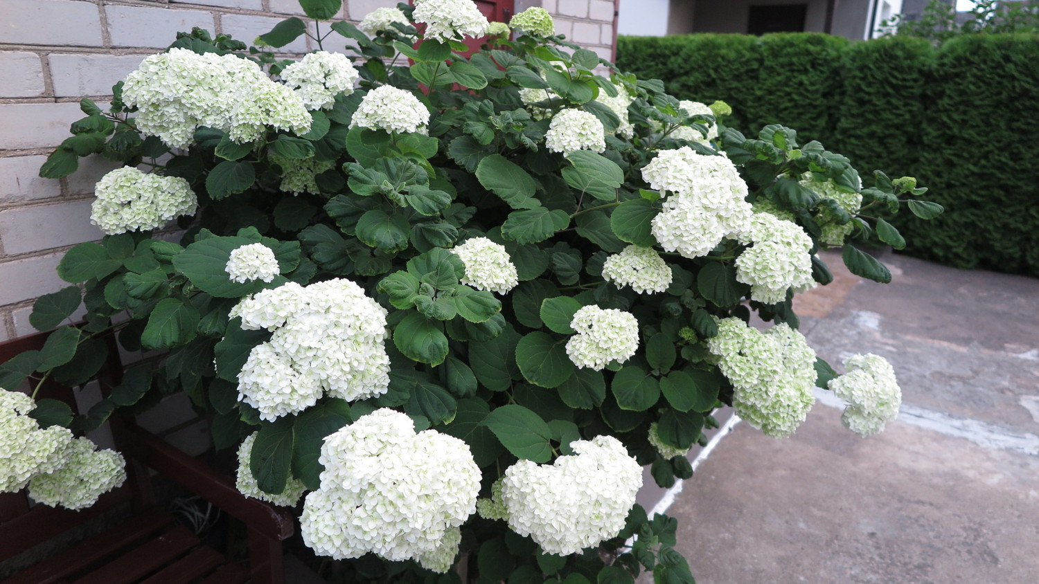 Smooth hydrangea Annabelle