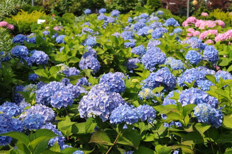 Hydrangea plant