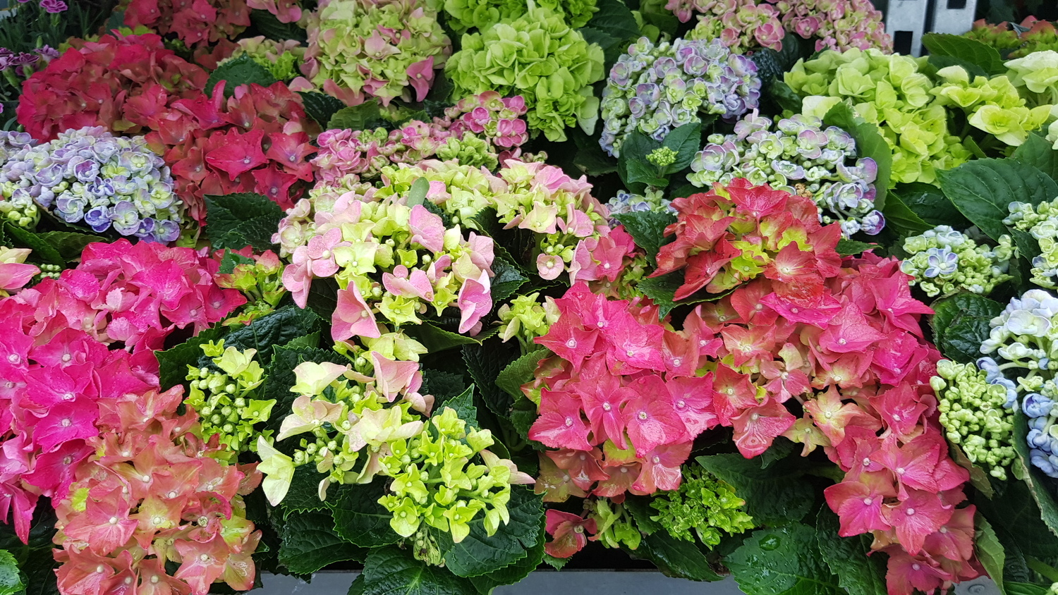 Bigleaf hydrangeas