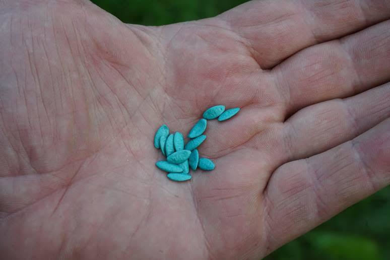 Cucumber seeds